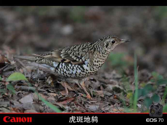 太湖鼋头渚公园的鲜花和虎斑地鸫