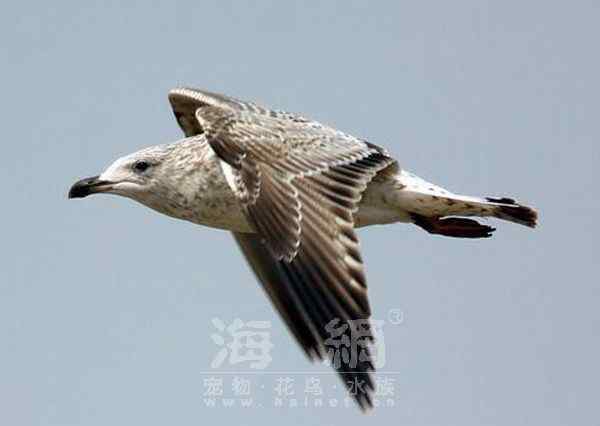 世界著名鸟类——海鸥