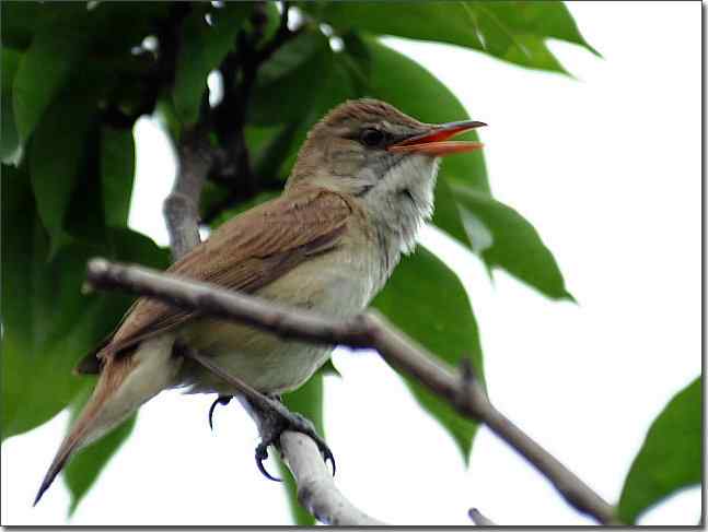 奥体公园观赏大苇莺