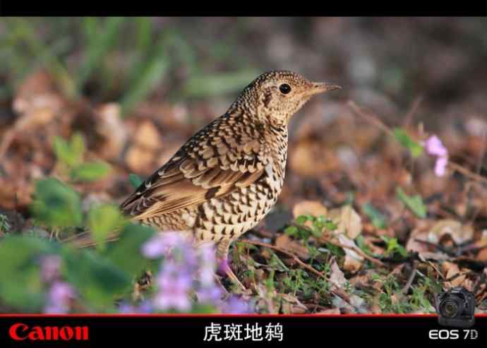 太湖鼋头渚公园的鲜花和虎斑地鸫