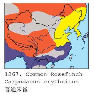 常见不常拍的朱雀（组图，5张图片）