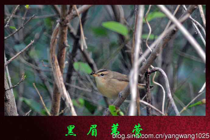 北京天坛公园的鸟类——黑眉苇莺