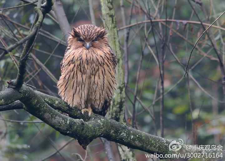 重庆观鸟会发现珍稀鸟类黄腿渔鸮、长尾鹩鹛