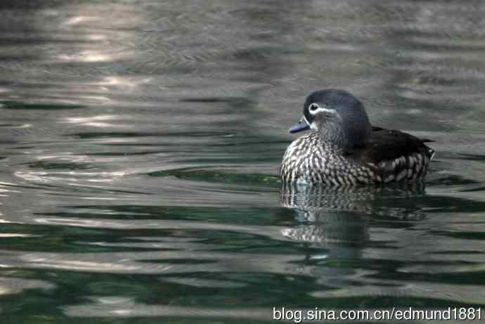 灵魂之窗 望远镜摄影Digiscoping