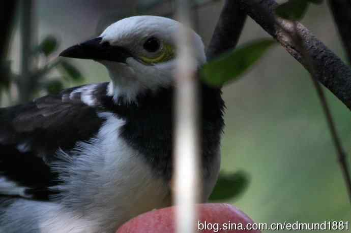 灵魂之窗 望远镜摄影Digiscoping