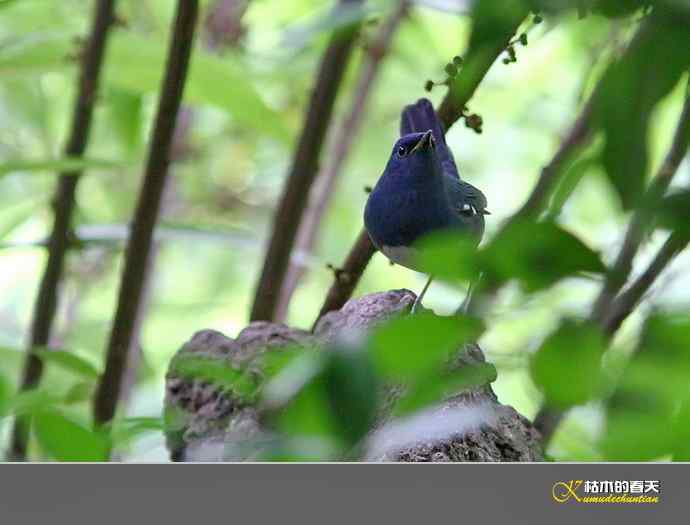 白腹短翅鸲、红头穗鹛、方尾鶲、蓝额红尾鸲、黄腹山雀