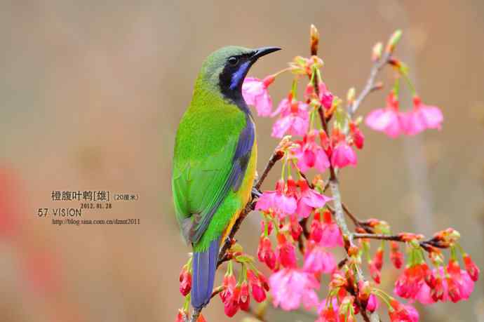 樱花与橙腹叶鹎