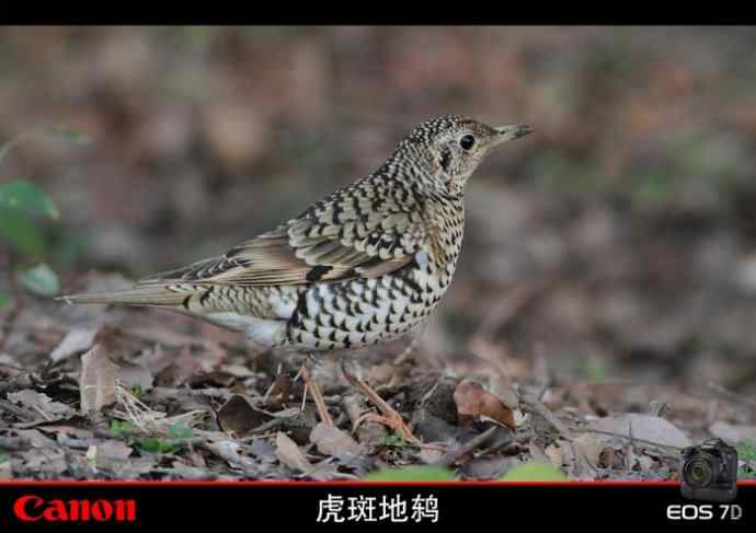 太湖鼋头渚公园的鲜花和虎斑地鸫