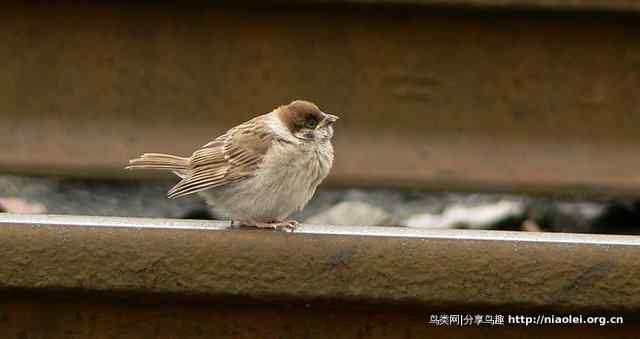 秋天里的小麻雀