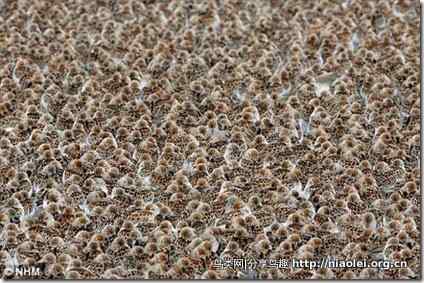 英国野生生物摄影大赛：6000只矶鹬集体打盹