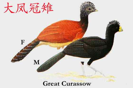 大凤冠雉 Crax rubra