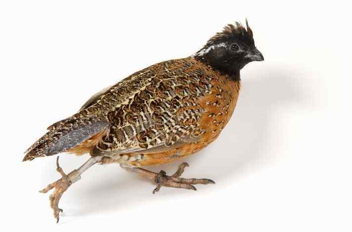 花脸齿鹑 Northern Bobwhite