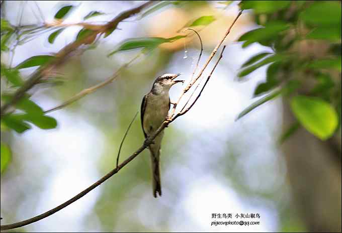 【鸟类介绍】小灰山椒鸟(xiao hui shan jiao niao) 122