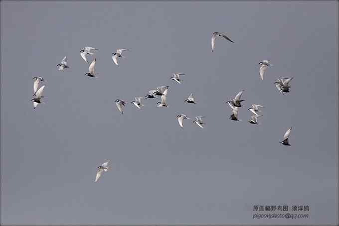 【鸟类介绍】须浮鸥（xu fu ou） 124