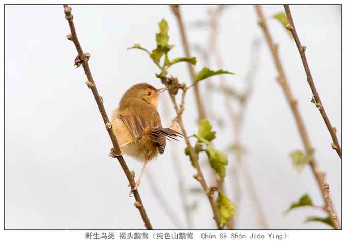 【鸟类介绍】褐头鹪莺(he tou jiao ying)-75