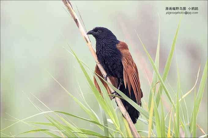 【鸟类介绍】小鸦鹃(xiao ya juan)-40