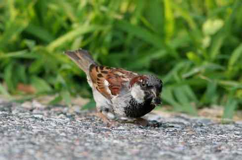 3种麻雀：家麻雀、树麻雀、山麻雀