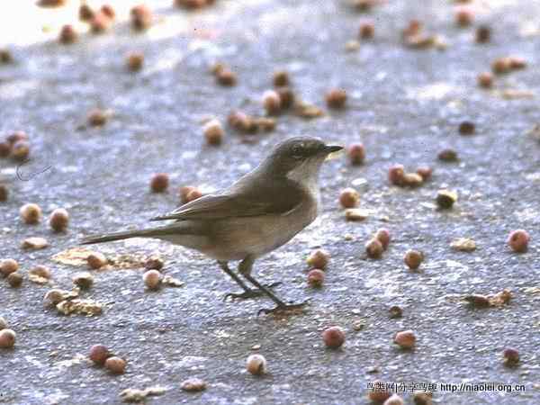 【莺科鸟类】白喉林莺 Lesser Whitethroat