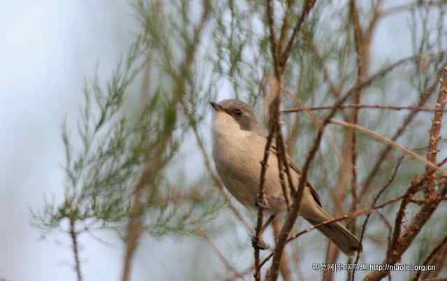 【莺科鸟类】白喉林莺 Lesser Whitethroat