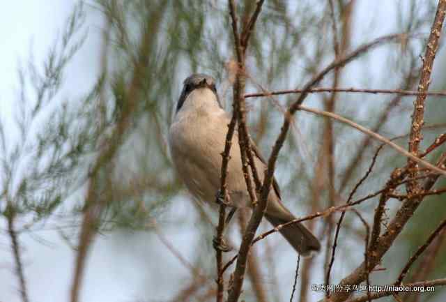 【莺科鸟类】白喉林莺 Lesser Whitethroat