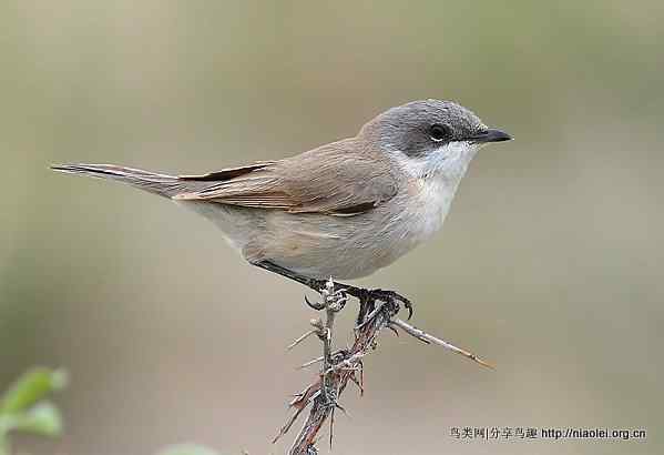 【莺科鸟类】白喉林莺 Lesser Whitethroat