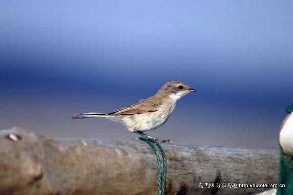 【莺科鸟类】白喉林莺 Lesser Whitethroat