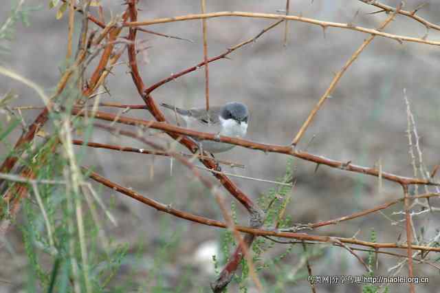 【莺科鸟类】白喉林莺 Lesser Whitethroat