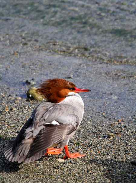 温哥华的普通秋沙鸭