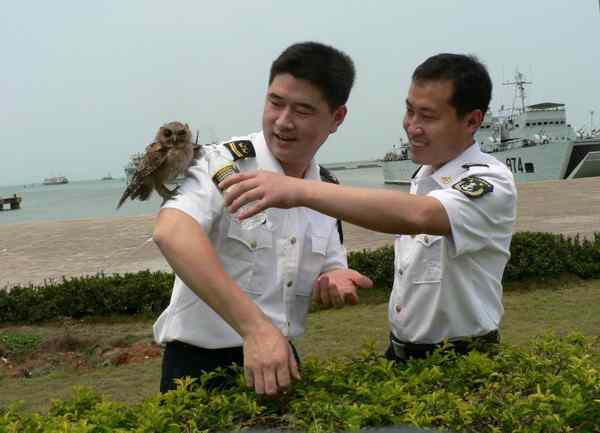 海军某部官兵放生猫头鹰——领鸺鹠