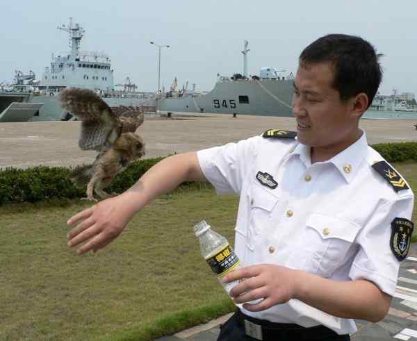 海军某部官兵放生猫头鹰——领鸺鹠