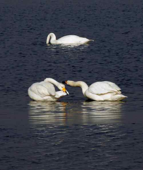 可爱天使 —— 天鹅