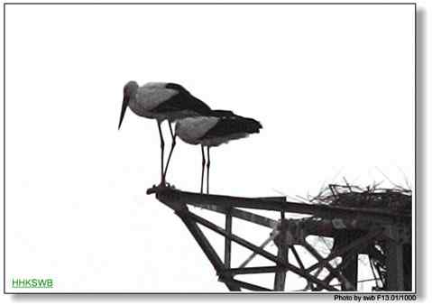 国家一级保护动物东方白鹳罕见亲密相爱照