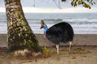 亲历最危险的鸟类:食火鸟cassowary