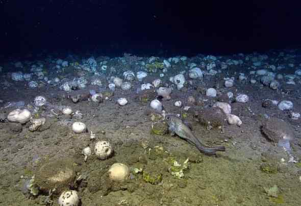 深海发现11种新物种:白色海绵铺成壮观海床