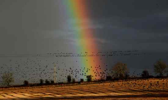 英国最濒危的物种之一 八哥兵团！精彩视频