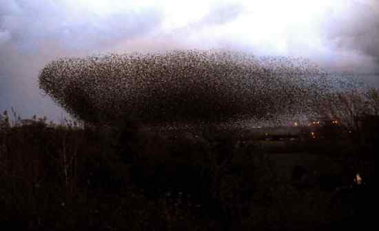 英国最濒危的物种之一 八哥兵团！精彩视频