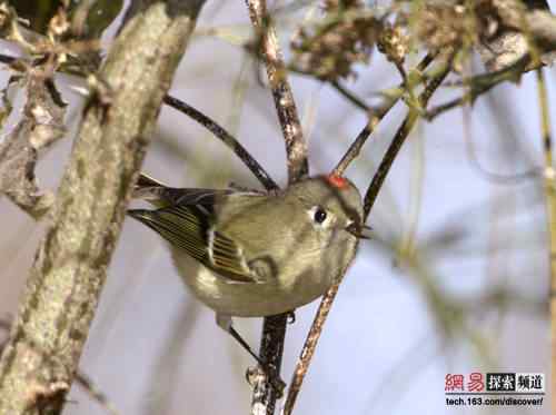 [图文]美国鸟类