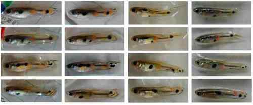 生物进化史上12大代表物种