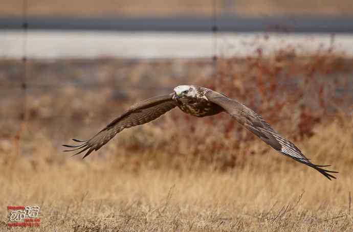 达里湖拍鸟——草原雕、猎隼和红隼吃鼠，大鵟扑空！