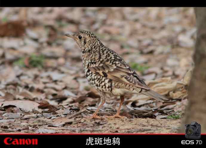 太湖鼋头渚公园的鲜花和虎斑地鸫