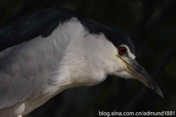 灵魂之窗-望远镜摄影Digiscoping