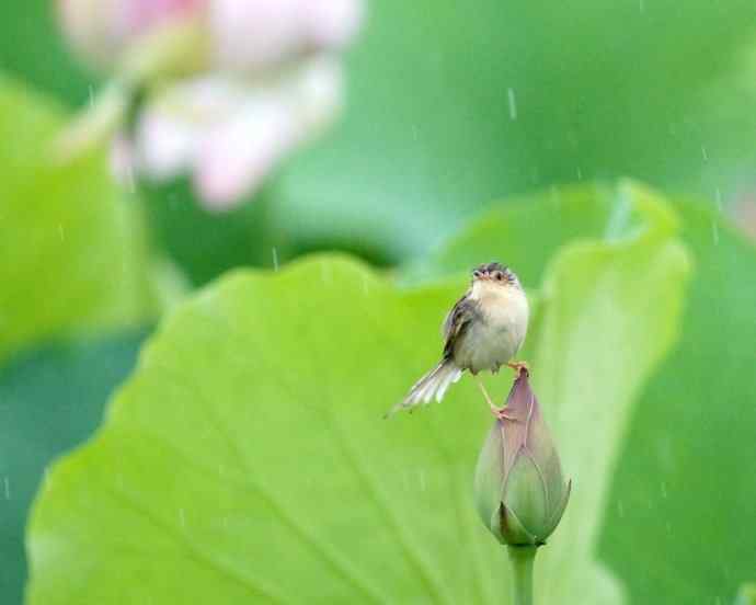 四川西昌鸟类摄影——雨荷