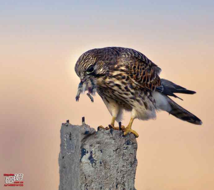 达里湖拍鸟——草原雕、猎隼和红隼吃鼠，大鵟扑空！