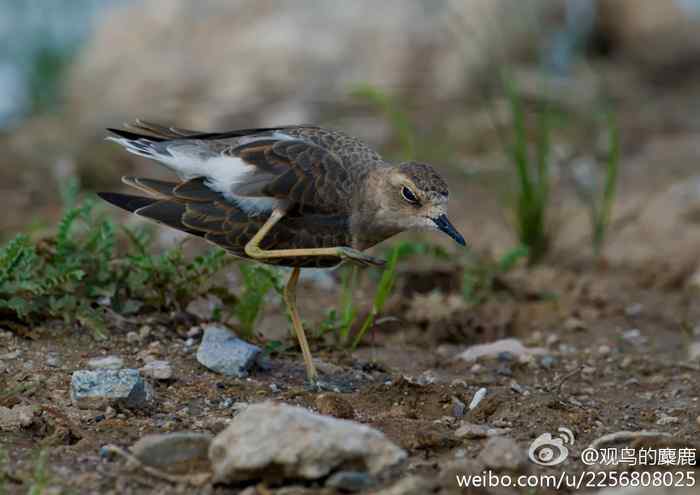 鸟儿怎样挠痒痒