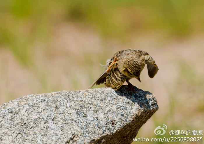 鸟儿怎样挠痒痒