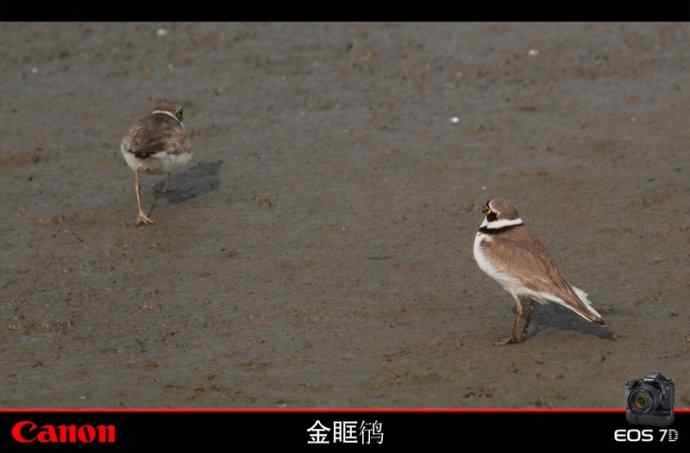 金眶鸻也风流