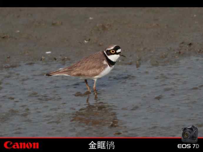 金眶鸻也风流