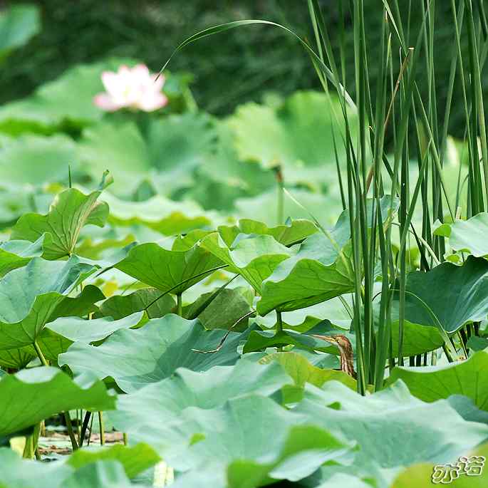 圆明园拍鸟——又见黄小鳽