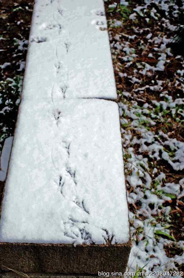 雪景中小翠拜年、鸊鷉的年夜饭