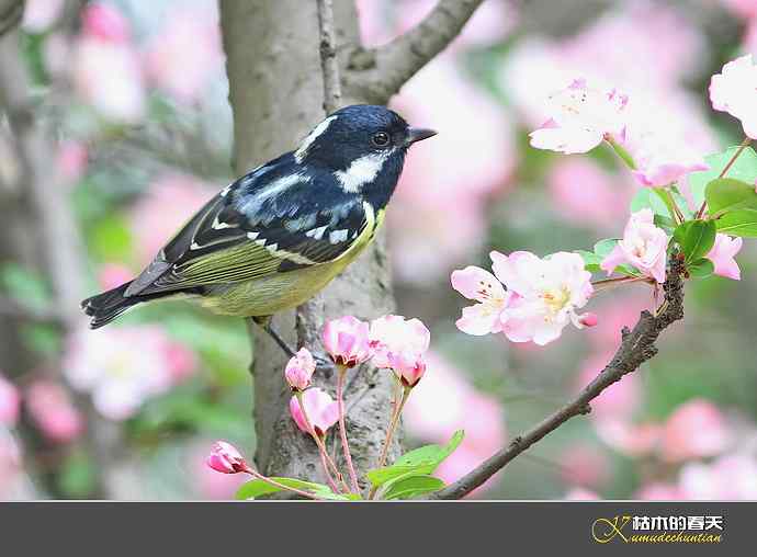 白腹短翅鸲、红头穗鹛、方尾鶲、蓝额红尾鸲、黄腹山雀